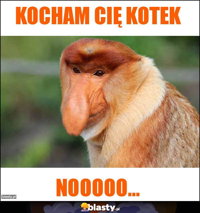 Kocham Cię kotek
