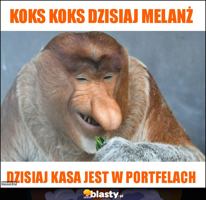 Koks koks dzisiaj melanż