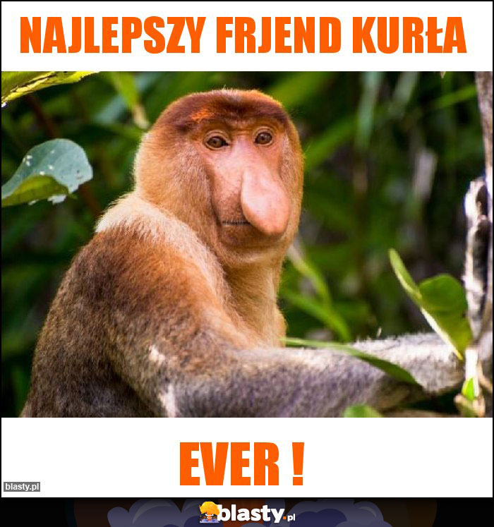 Najlepszy frjend kurła