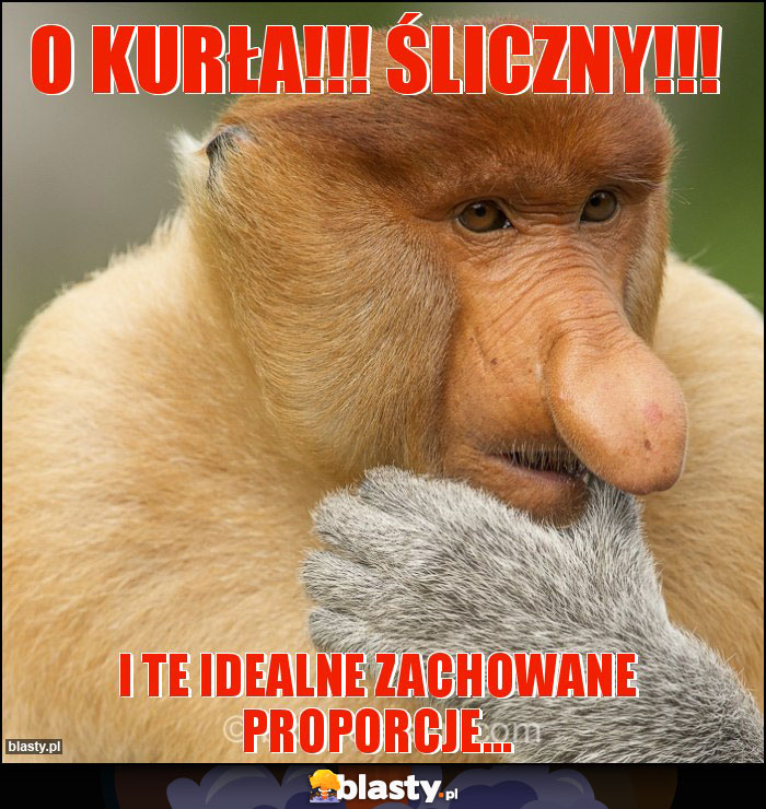 O kurła!!! Śliczny!!!