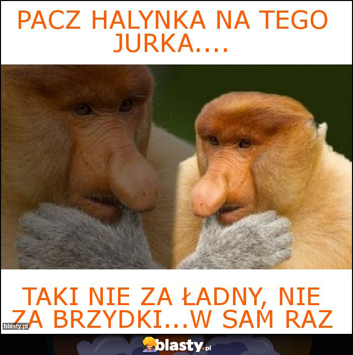Pacz Halynka na tego jurka....