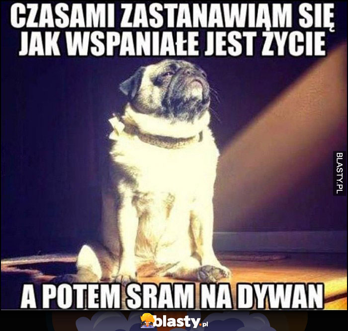 Pies czasami zastanawiam się jak wspaniałe jest życie, a potem sram na dywan