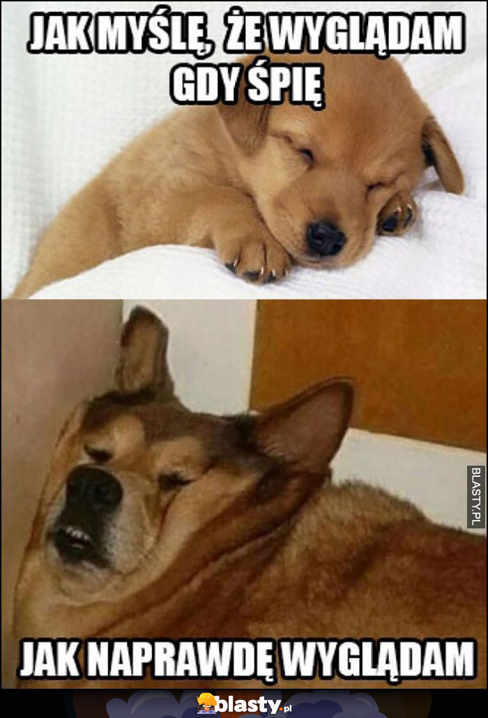 Pies psy jak myślę, że wyglądam gdy śpię vs jak naprawdę wyglądam