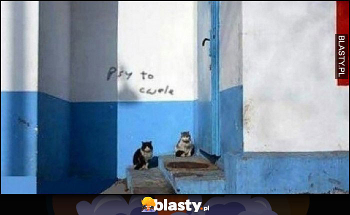 Psy to cwele wrzut koty napis na murze