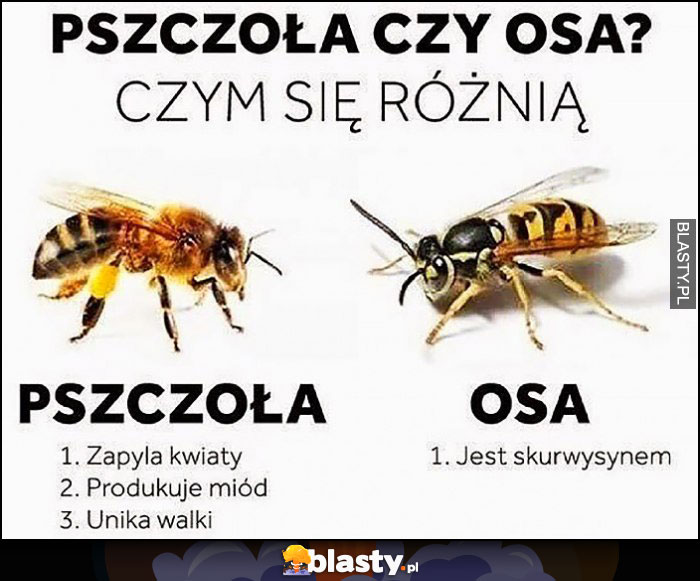 Pszczoła czy osa czym się różnią: jest skurwysynem vs zapyla kwiaty, produkuje miód, unika walki