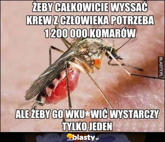 Żeby całkowicie wyssać krew z człowieka potrzeba 1,2 mln komarów, ale żeby go wkurzyć wystarczy tylko jeden