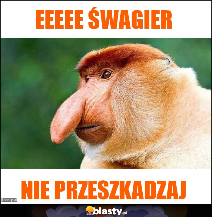 EEEEE śwagier