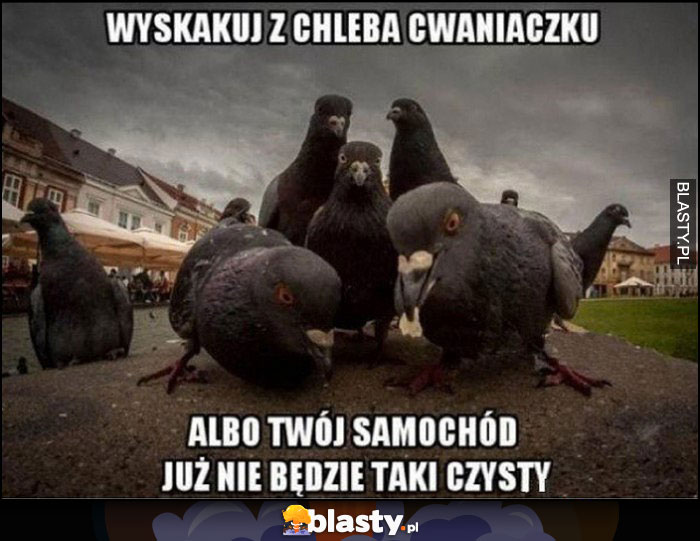 Gołębie wyskakuj z chleba cwaniaczku, albo Twój samochód już nie będzie taki czysty