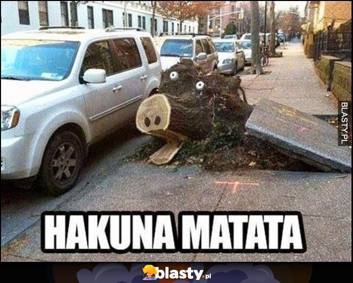 Hakuna Matata korzeń konar drzewa wystający spod chodnika