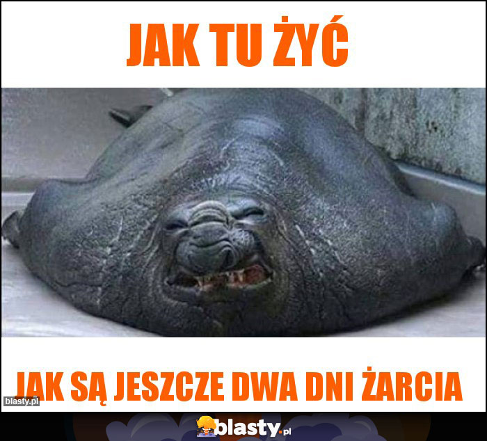 Jak tu żyć