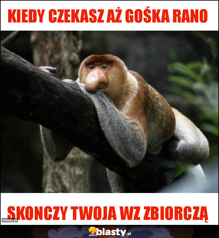 KIEDY CZEKASZ AŻ GOŚKA RANO