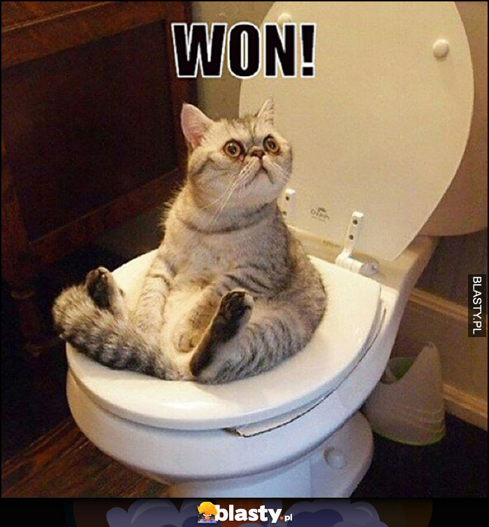 Kot siedzi na kiblu toalecie won