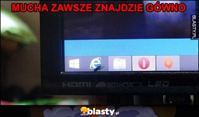 Mucha zawsze znajdzie gówno usiadła na ikonce Internet Explorer