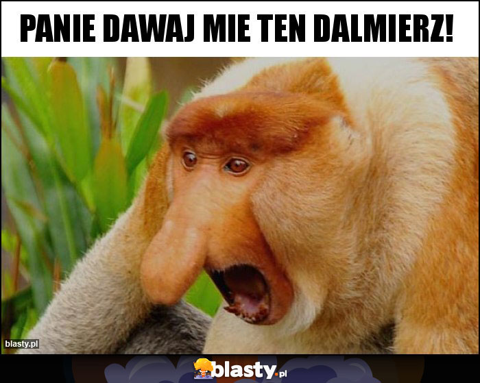 PANIE DAWAJ MIE TEN DALMIERZ!