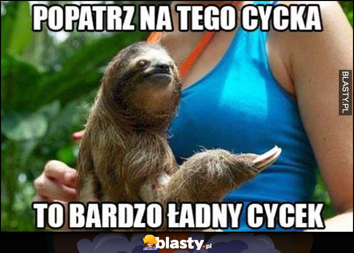 Popatrz na tego cycka, to bardzo ładny cycek leniwiec