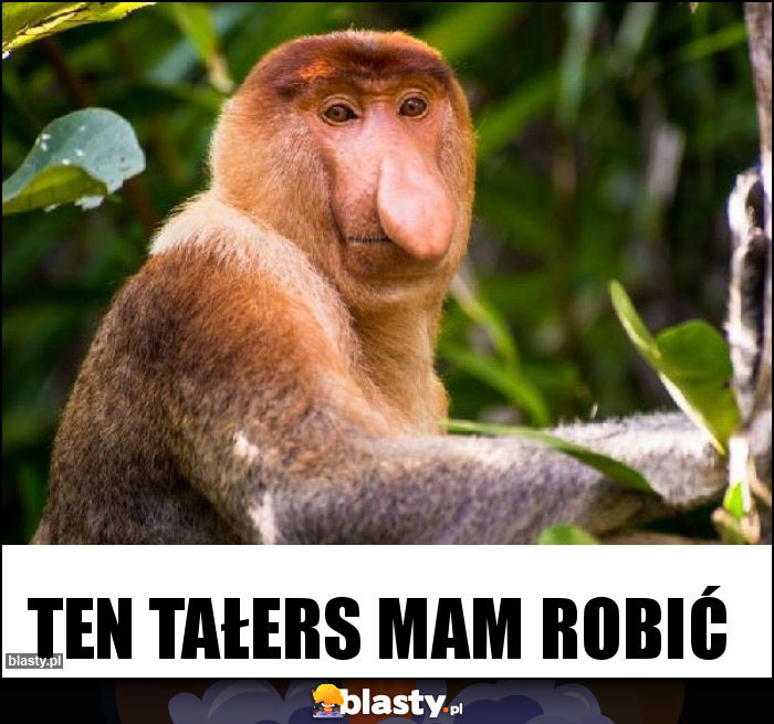 Ten tałers mam robić
