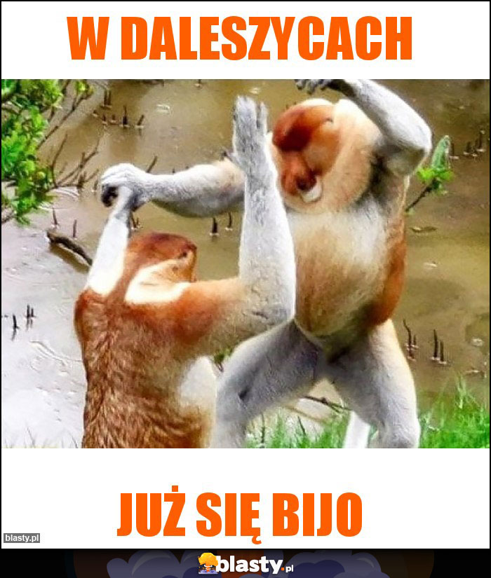 W daleszycach
