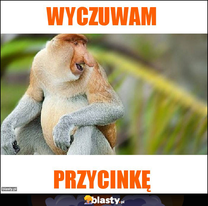 WYCZUWAM