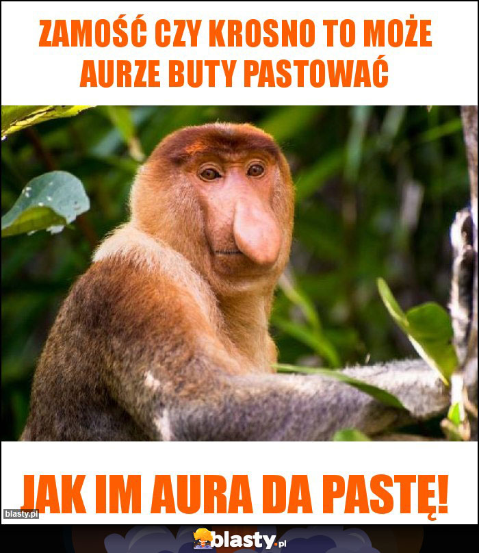 Zamość czy Krosno to może Aurze buty pastować