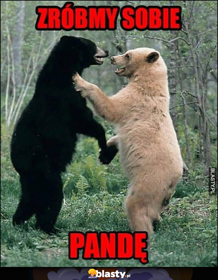 Zróbmy sobie pandę walczy czarny i biały niedźwiedź