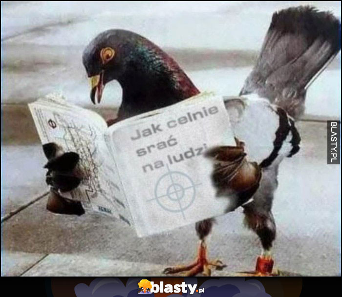 Gołąb czyta książkę jak celnie srać na ludzi