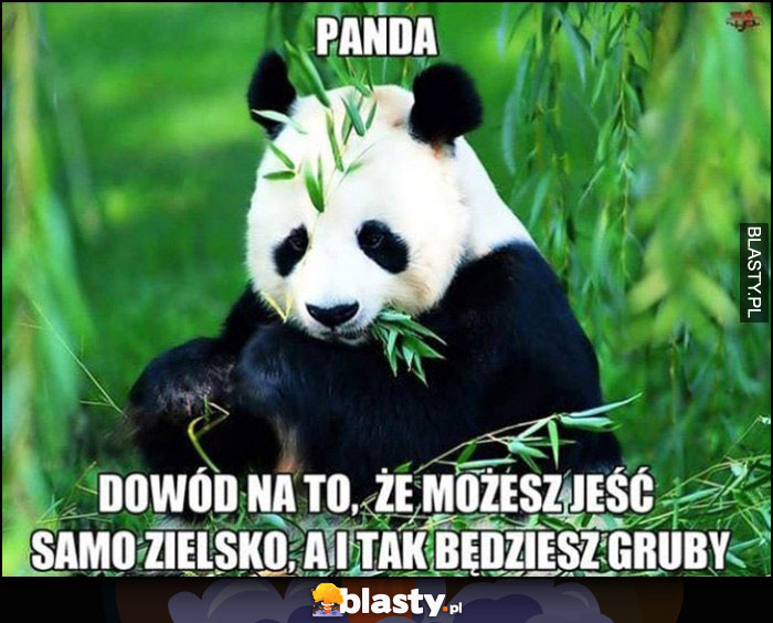 Panda - dowód na to, że możesz jeść samo zielsko, a i tak będziesz gruby