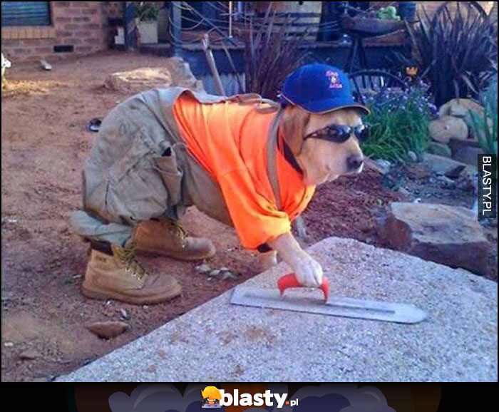 Pies budowlaniec ubrany jak na budowie