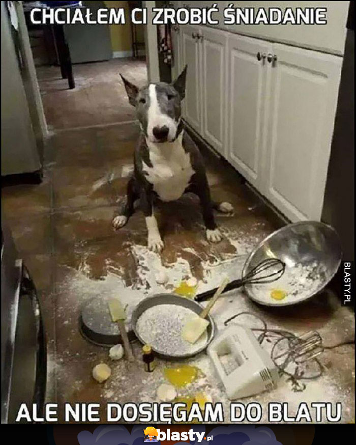 Pies chciałem Ci zrobić śniadanie ale nie dosięgam do blatu. Bałagan w kuchni