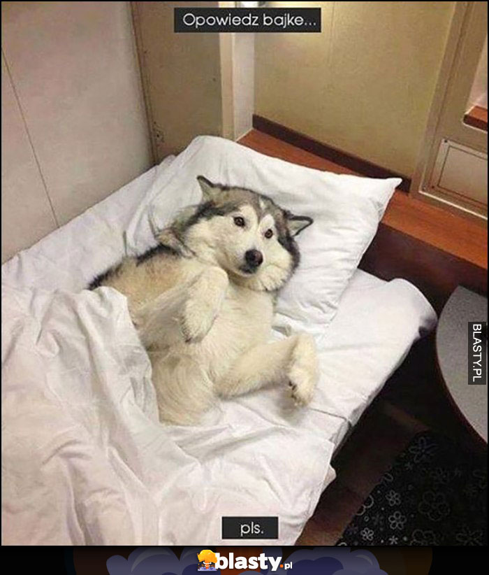 Pies w łóżku opowiedz bajkę plis