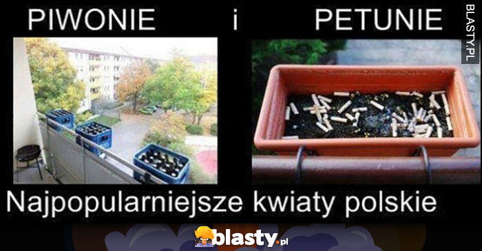 Piwonie i petunie - najpopularniejsze kwiaty polskie, pety i butelki po piwie browarach