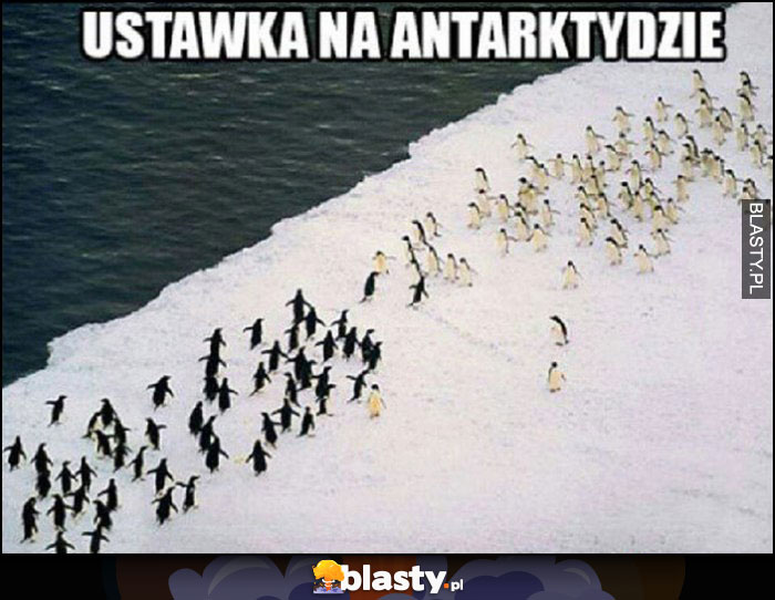 Ustawka na antarktydzie 2 bandy pingwinów walczą ze sobą