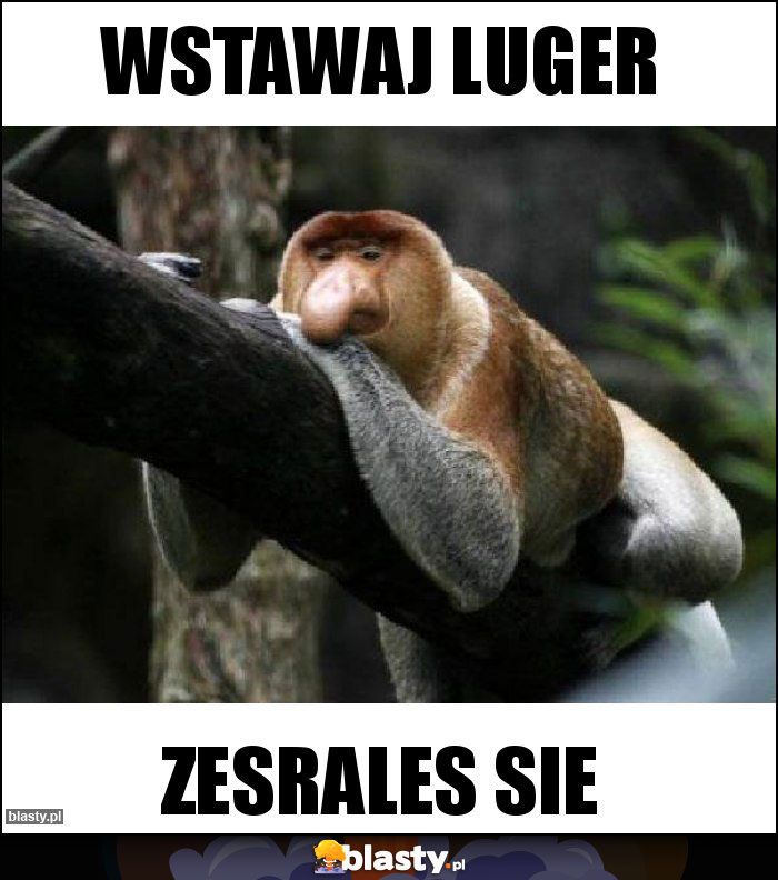 Wstawaj luger