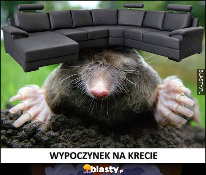 Wypoczynek na krecie. Dosłownie kret z kanapą na głowie