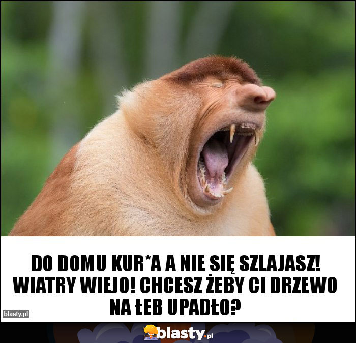Do domu kur*a a nie się szlajasz! Wiatry wiejo! Chcesz żeby Ci drzewo na łeb upadło?