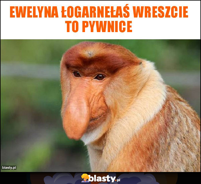Ewelyna łogarnełaś wreszcie to pywnice
