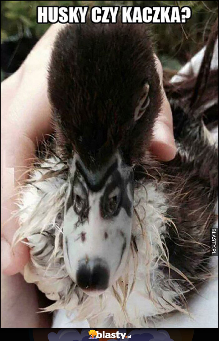 Husky czy kaczka? Dziób kaczki wyglądający jak pies Husky