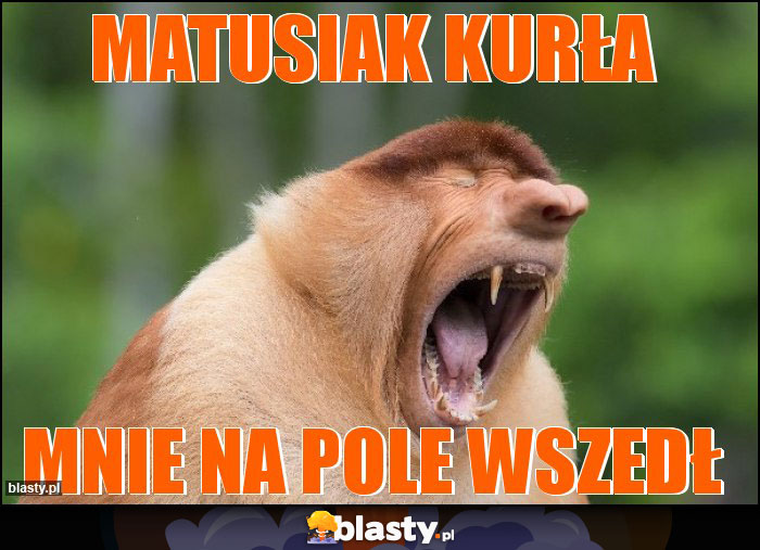 Matusiak kurła