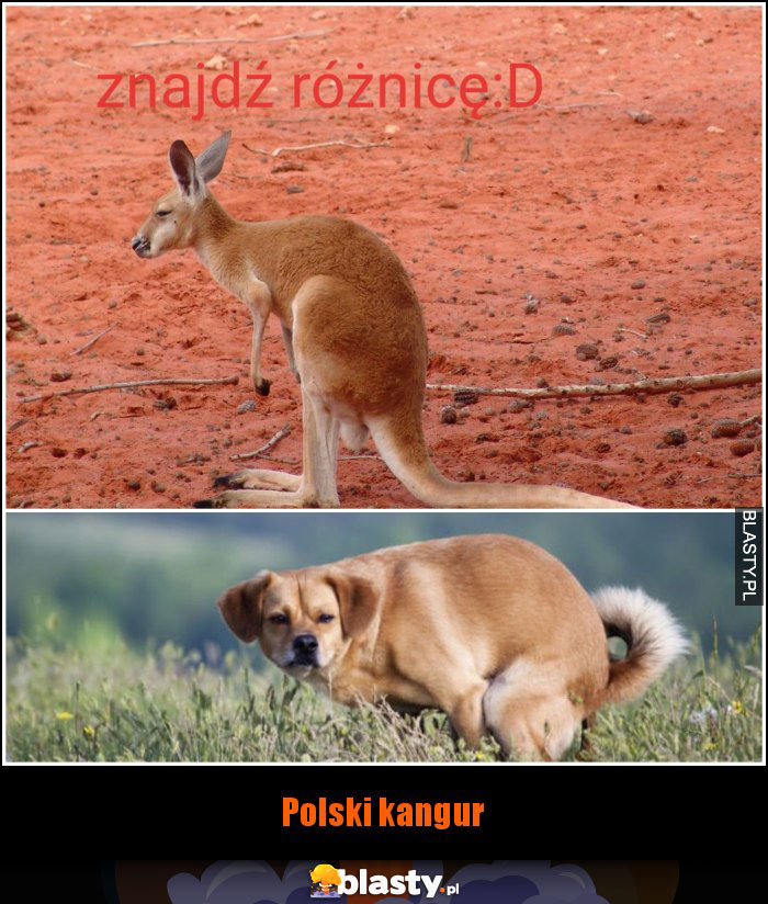 Polski kangur