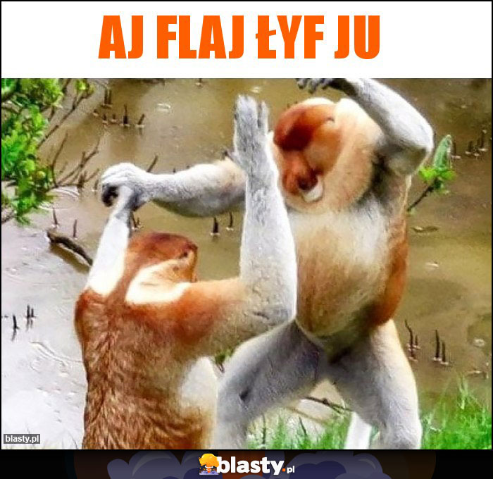 aj flaj łyf ju