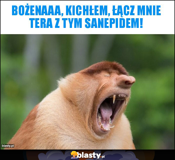 Bożenaaa, kichłem, łącz mnie tera z tym sanepidem!
