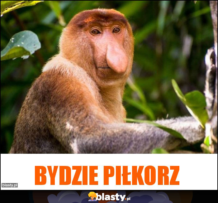 Bydzie piłkorz
