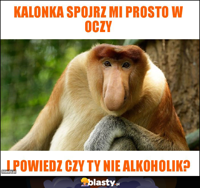 KALONKA SPOJRZ MI PROSTO W OCZY