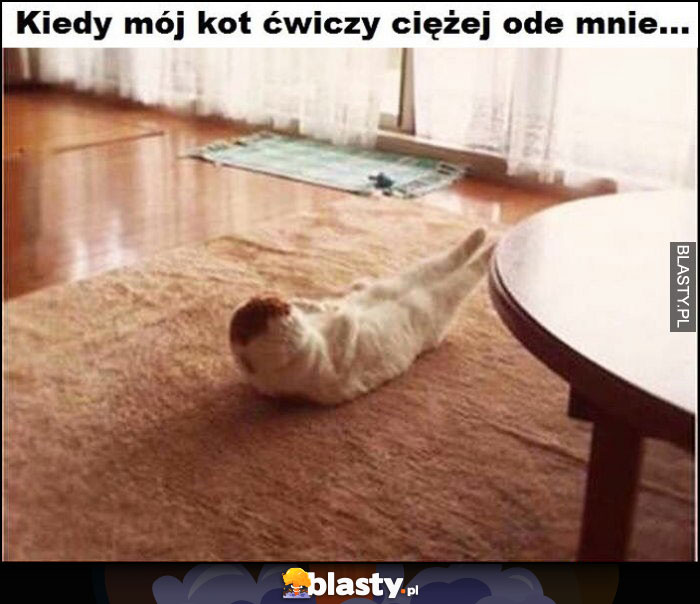 Kiedy mój kot ćwiczy ciężej ode mnie robi brzuszki