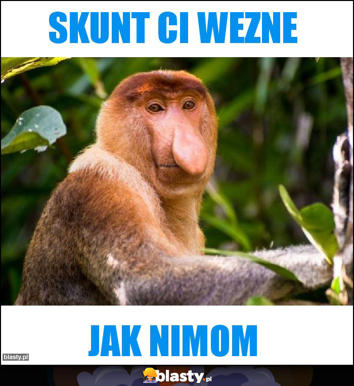 Skunt ci wezne