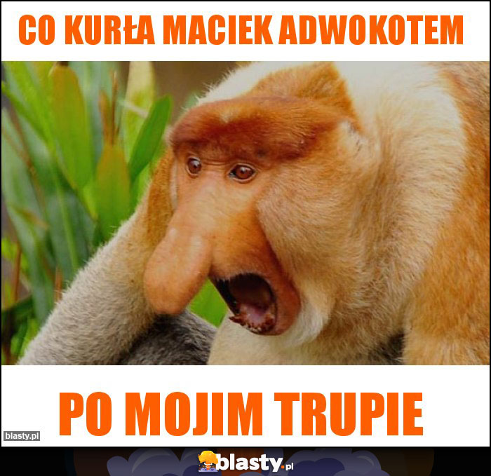 Co kurła Maciek adwokotem