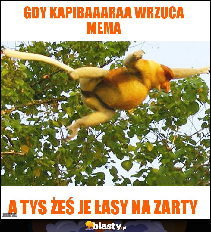 Gdy kapibaaaraa wrzuca mema