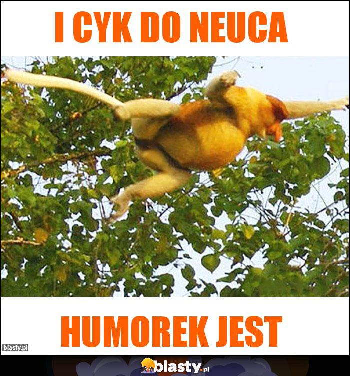 I cyk do neuca