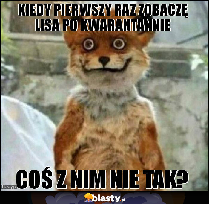 Kiedy pierwszy raz zobaczę lisa po kwarantannie