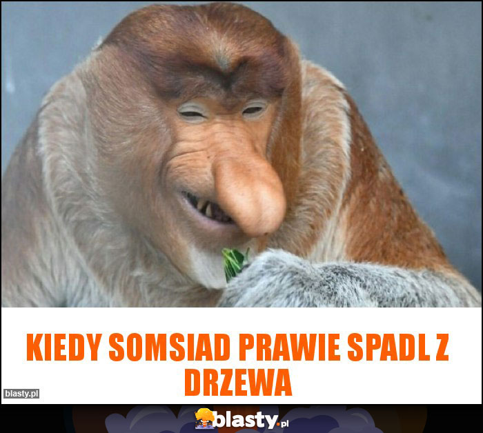 Kiedy somsiad prawie spadl z drzewa