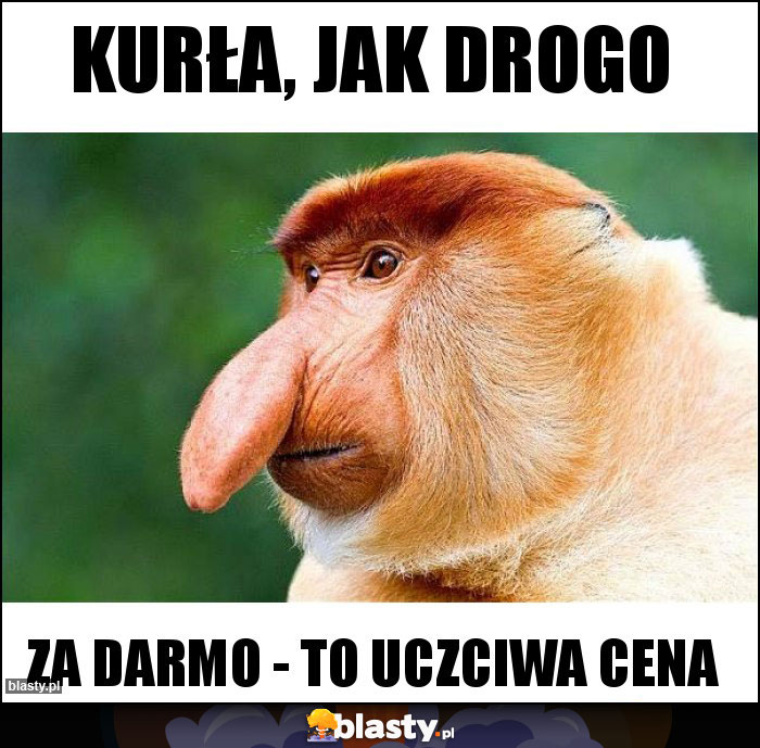 KURŁA, JAK DROGO